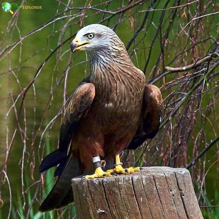 Gurney's Eagle Gurney's Eagle