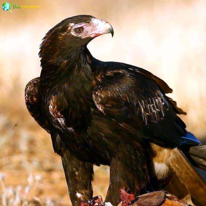 Wedge-tailed Eagle Wedge-tailed Eagle