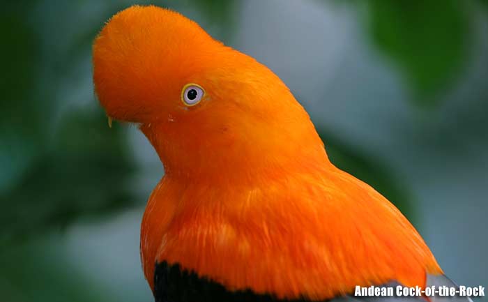 Andean cock-of-the-rock close-up showing bright orange plumage, large rounded crest, and dark wings