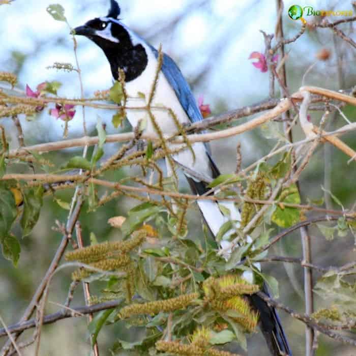 Black Throated Magpie Jay
