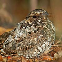 Nightjars, Frogmouths & Oilbirds (Caprimulgiformes)