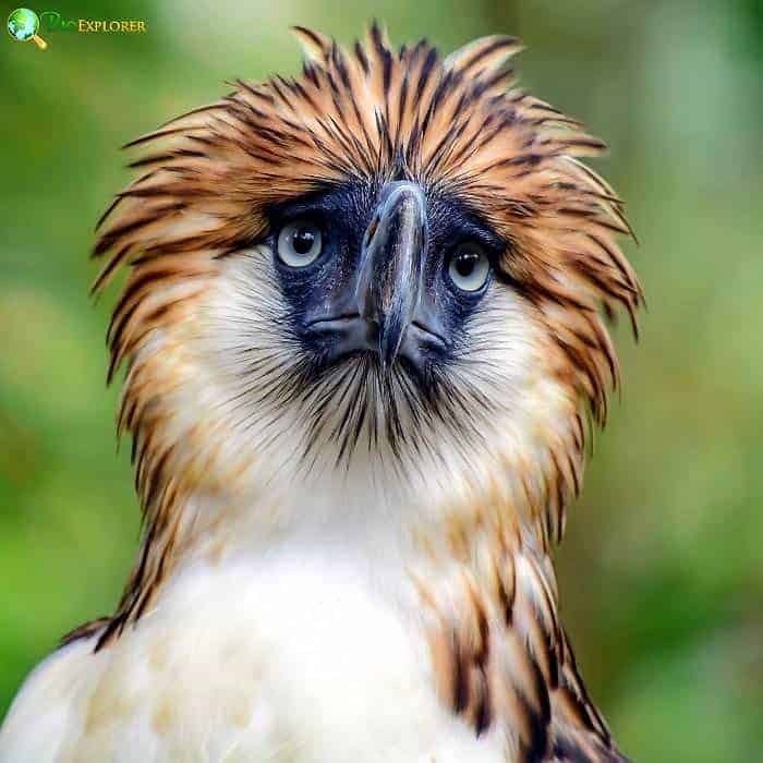 Philippine Eagle Philippine Eagle