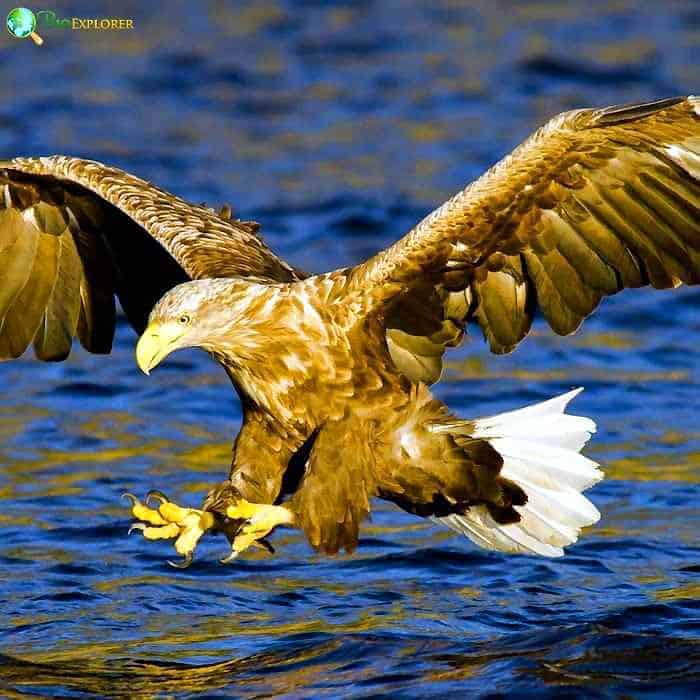 White-tailed Eagle White-tailed Eagle