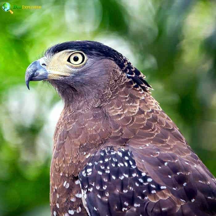 Crested Serpent Eagle Crested Serpent Eagle