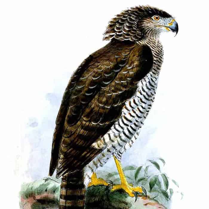 Madagascar Serpent Eagle Madagascar Serpent Eagle