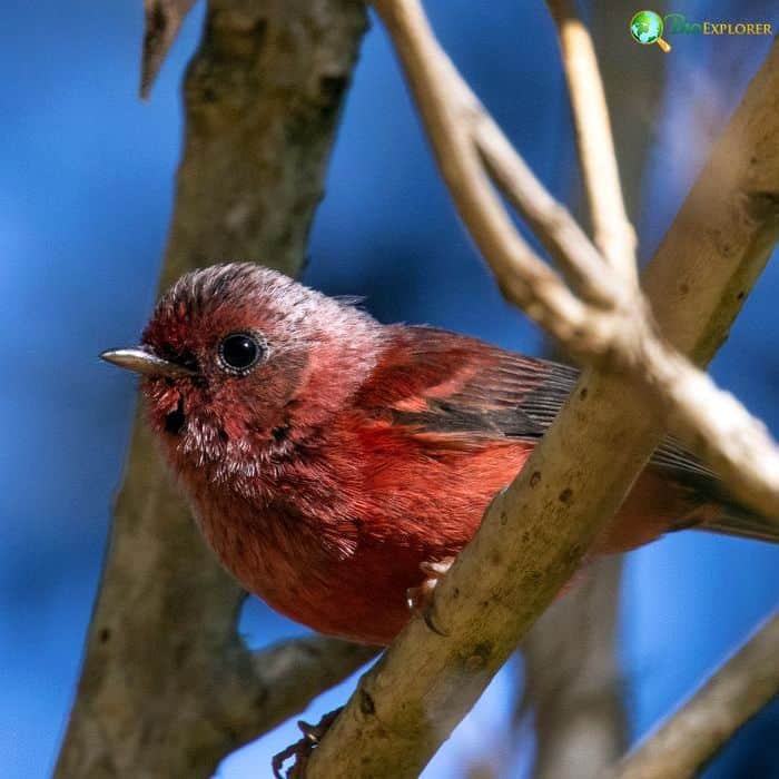 Pink Headed Warbler