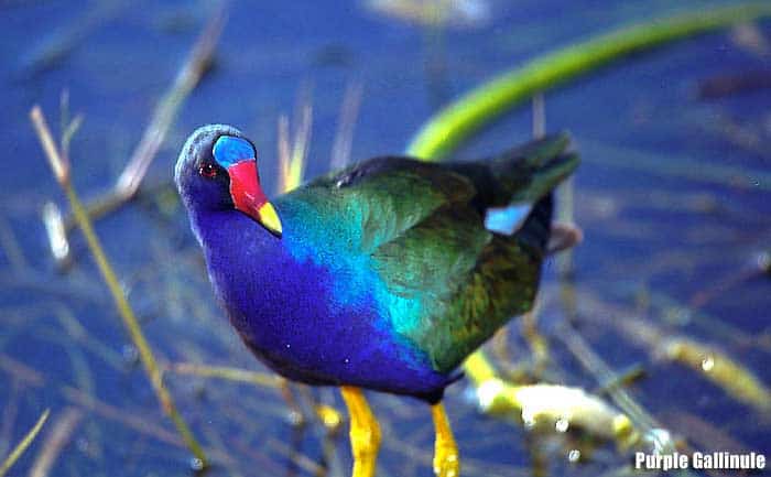 Purple gallinule standing in shallow water with iridescent purple and blue body, green wings, and bright yellow legs