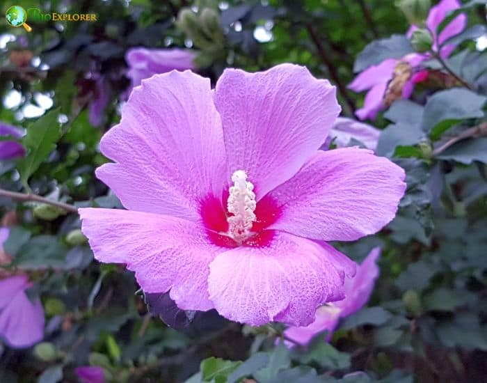 Rose Of Sharon (Hibiscus Paramutabilis) Rose Of Sharon (Hibiscus Paramutabilis)