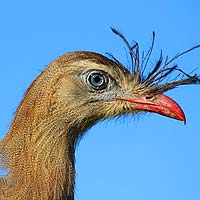 Seriemas (Cariamiformes)