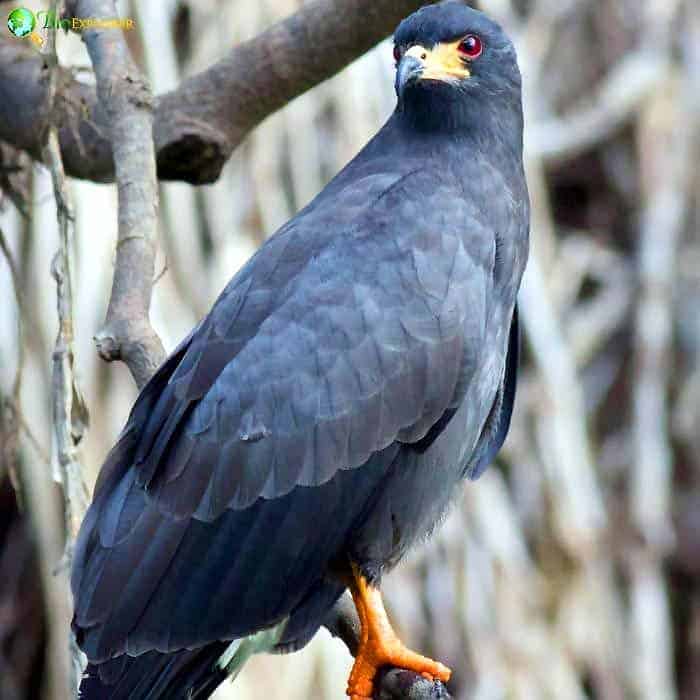 Black Hawk Eagle Black Hawk Eagle