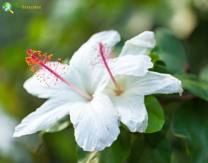 Hawaiian White Hibiscus( Hibiscus Arnottianus) Hawaiian White Hibiscus( Hibiscus Arnottianus)