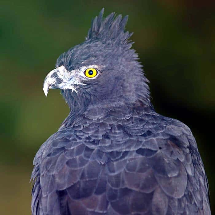 Black and Chestnut Eagle Black and Chestnut Eagle