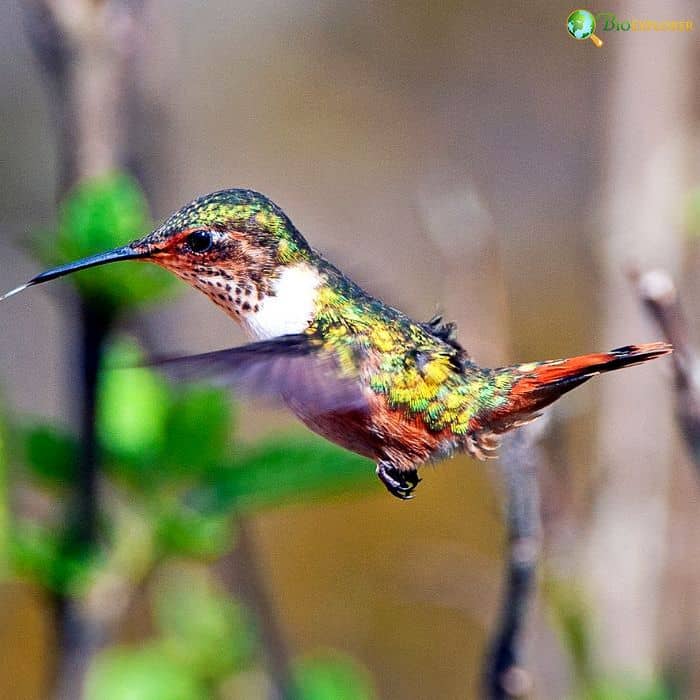 Bumblebee Hummingbird