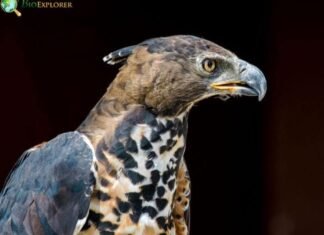 Crowned Eagle