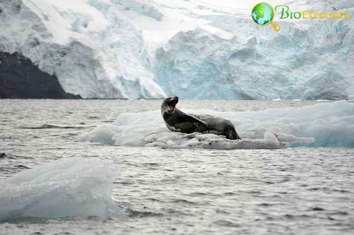 Leopard Seal