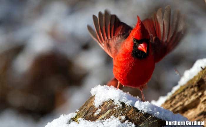 Northern cardinal standing on snow with wings spread, displaying vivid red plumage, black face mask, and raised crest