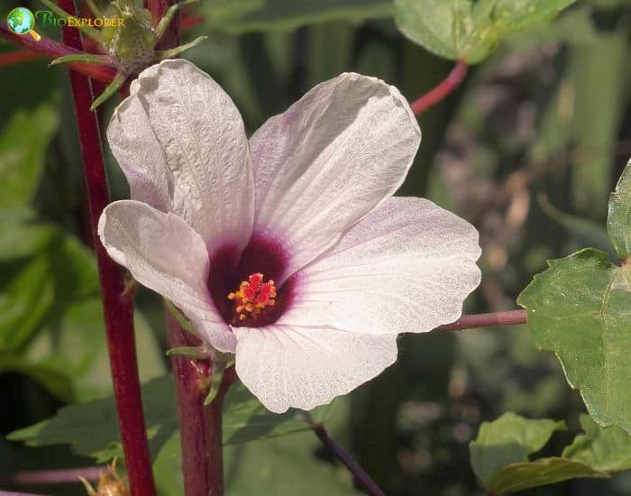 Roselle (Hibiscus Sabdariffa) Roselle (Hibiscus Sabdariffa)