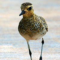 Shorebirds (Charadriiformes)