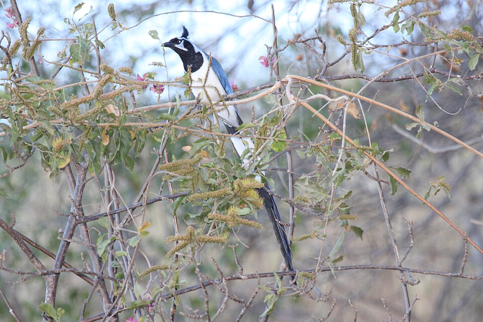 File:Black-throated Magpie-jay (Calocitta colliei) 1.jpg