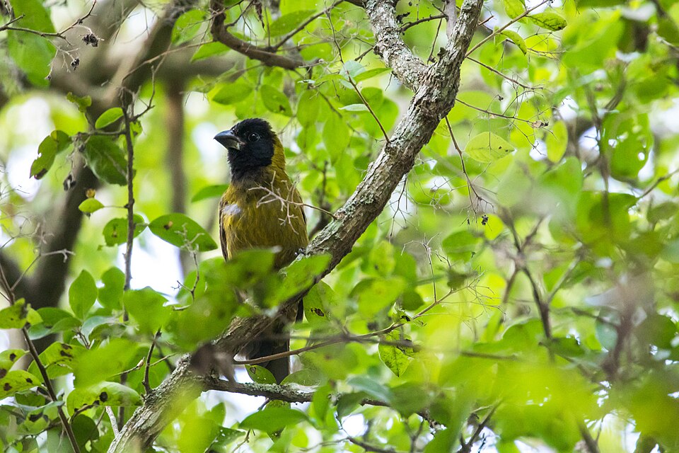 File:Crimson-collared grosbeak - 50985333168.jpg