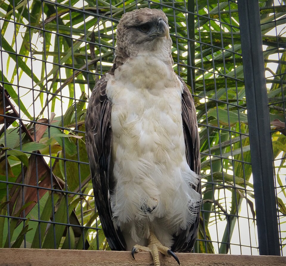 File:New Guinea Harpy Eagle. Harpyopsis novaeguineae (48670906153).jpg