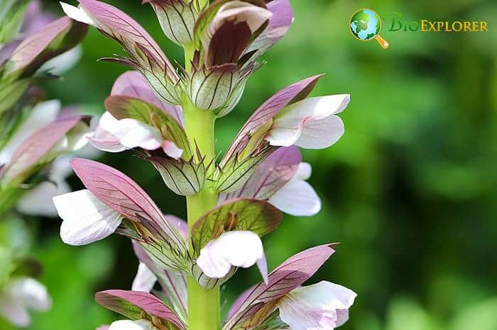 Acanthus