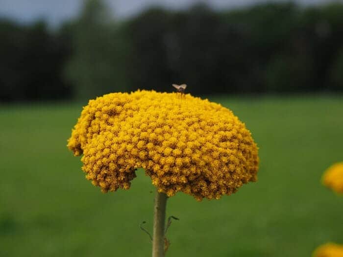 Achillea Filipendulina Achillea Filipendulina