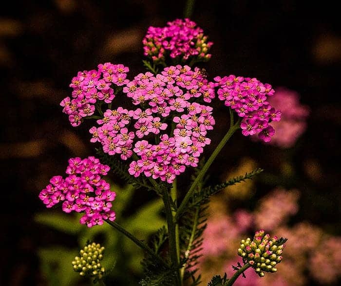 Achillea