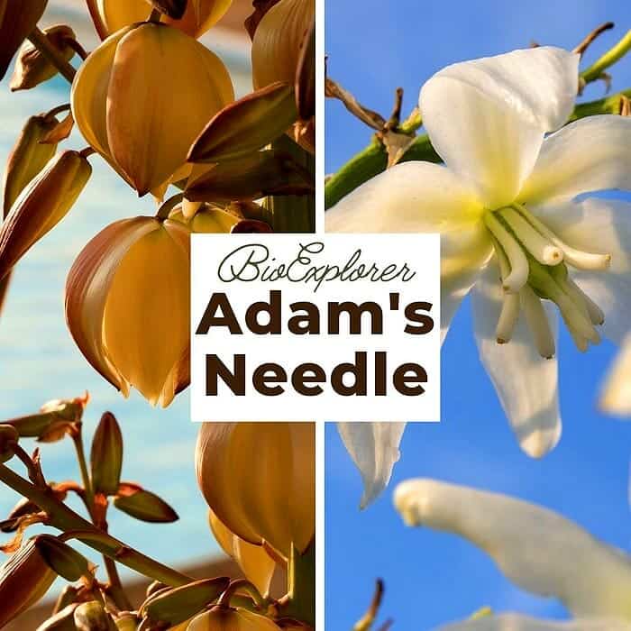 Adam's Needle Adam's Needle