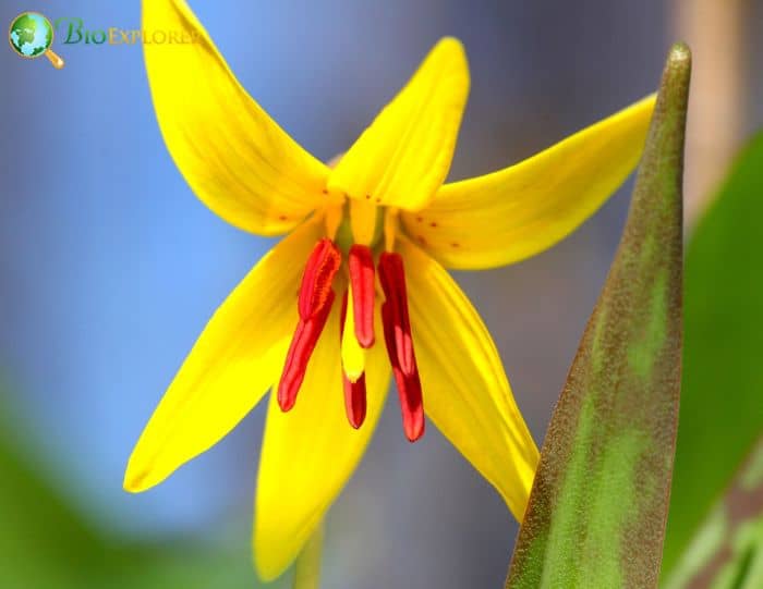 Adder's Tongue