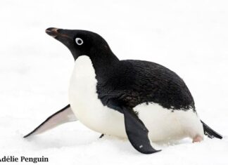 Adélie Penguin (Pygoscelis Adeliae)