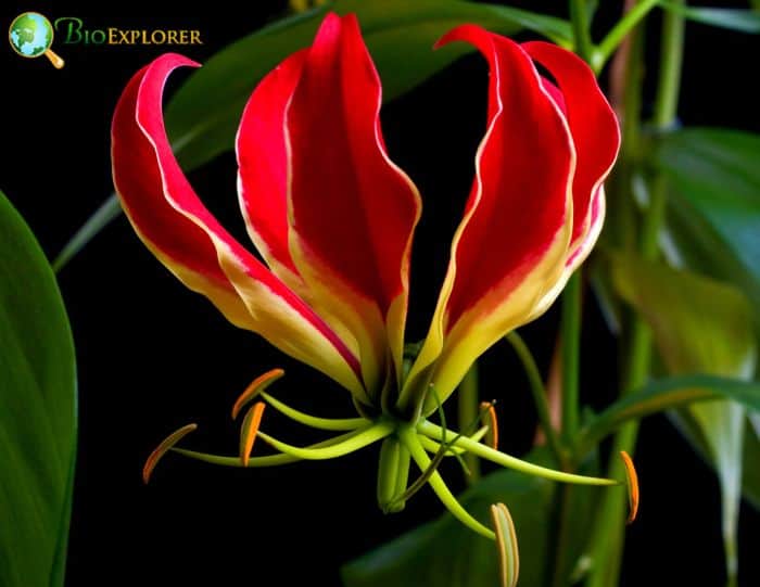 African Flame Lily
