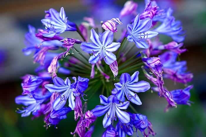 Agapanthus