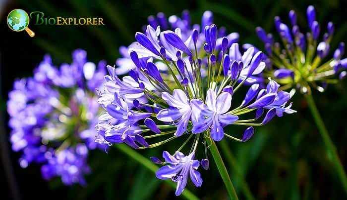 Agapanthus flowers Agapanthus flowers