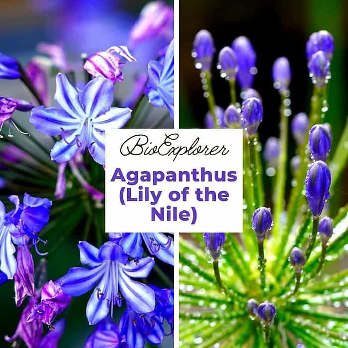 Agapanthus Agapanthus