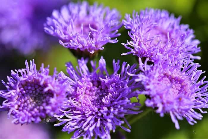 Ageratum