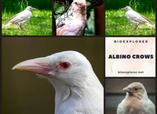 Albino Crows