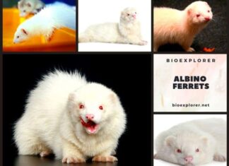 Albino Ferrets