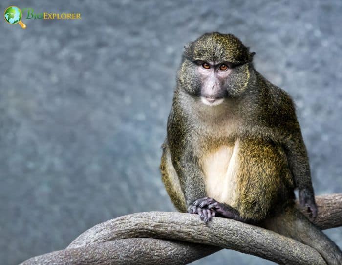 Allen's Swamp Monkey