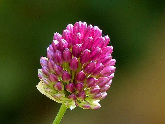 Allium