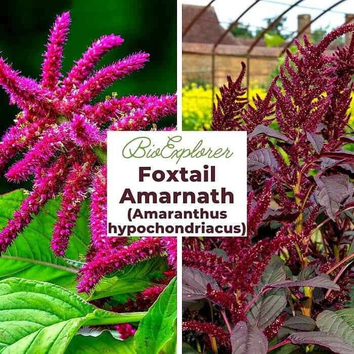 Amaranthus hypochondriacus Flower Amaranthus hypochondriacus Flower
