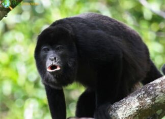 Amazon Black Howler