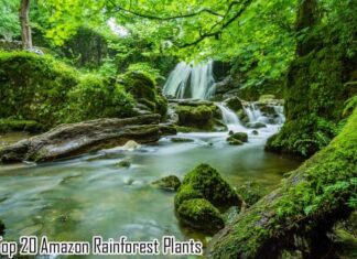 Top 18 Amazon Rainforest Plants