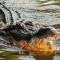 American alligator