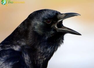 American Crow