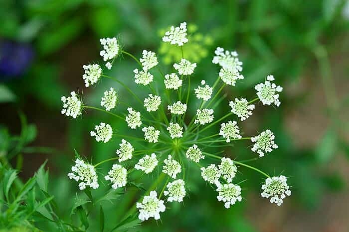 Ammi majus
