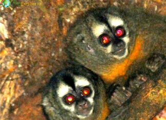 Andean Night Monkey