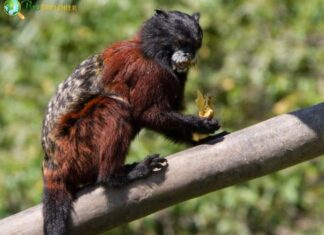 Andean Saddle-back Tamarin