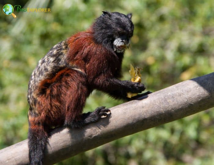 Andean Saddle-back Tamarin