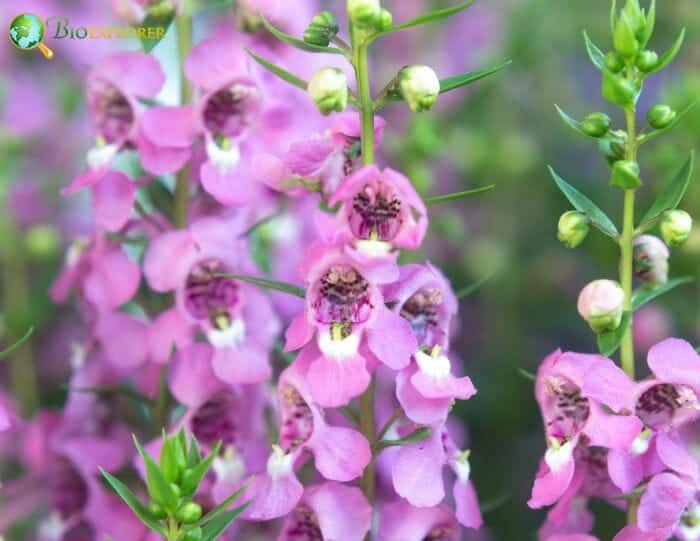 Angelonia